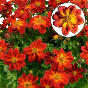 Bild von Bidens P12 Red yellow centr